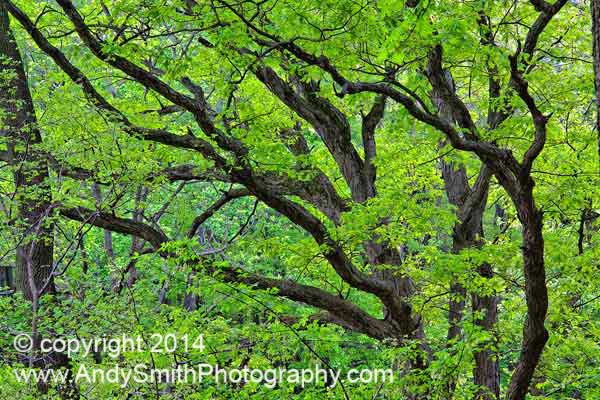 The Great Oak in Early Spring